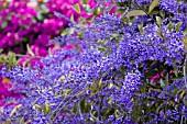 PETREA VOLUBILIS ESTRELA AZUL IN ASSOCIATION WITH PINK BOUGAINVILLEA