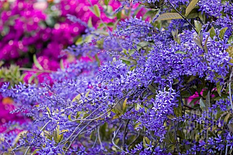 PETREA_VOLUBILIS_ESTRELA_AZUL_IN_ASSOCIATION_WITH_PINK_BOUGAINVILLEA