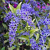 PETREA VOLUBILIS ESTRELA AZUL