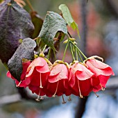 DOMBEYA CACUMINUM