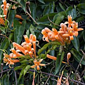 PYROSTEGIA VENUSTA, ORANGE TRUMPET VINE