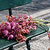 PREPARING THE FLOWERS TO LINE THE STREETS FOR THE FESTA DES FLORES, FUNCHAL, MADEIRA