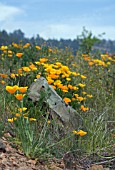 ESCHSCHOLZIA CALIFORNICA,  WILD CALIFORNIAN POPPIES IN TENERIFE