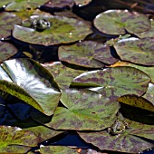 FROGS ON LILY PADS