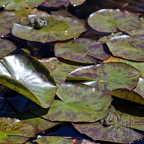 FROGS_ON_LILY_PADS