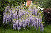 STANDARD WISTERIA