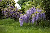 STANDARD WISTERIAS