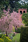 TAMARIX GALLICA AT STONE HOUSE COTTAGE GARDEN, MAY