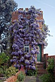 WISTERIA CLAD TOWER AT STONE HOUSE COTTAGE GARDEN, MAY