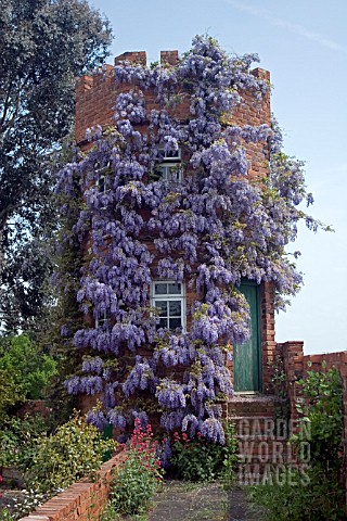 WISTERIA_CLAD_TOWER_AT_STONE_HOUSE_COTTAGE_GARDEN_MAY