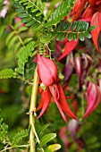 CLIANTHUS PUNICENS