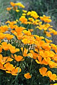 ESCHSCHOLZIA CALIFORNICA,  WILD CALIFORNIAN POPPIES IN TENERIFE