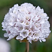 ARMERIA BRUTUR