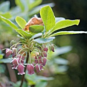 MENZIEZIA CILIICALYX VAR. PURPUREA