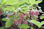 MENZIEZIA CILIICALYX VAR. PURPUREA
