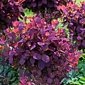 COTINUS COGGYGRIA, SMOKE BUSH