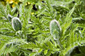 PAPAVER BUDS