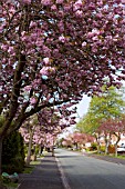 SUBURBAN STREET LINED WITH PRUNUS, FLOWERING CHERRY