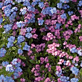 MYOSOTIS, FORGET-ME-NOTS