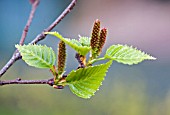 BETULA COSTATA, RIBBED BIRCH