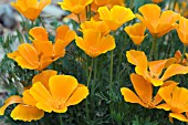 ESCHSCHOLZIA CALIFORNICA,  WILD CALIFORNIAN POPPIES