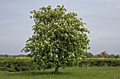 AESCULUS HIPPOCANASTUM, HORSE CHESTNUT TREE