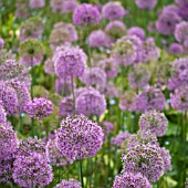 PURPLE ALLIUMS