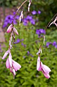 DIERAMA PULCHERRIMUM, ANGELS FISHING ROD