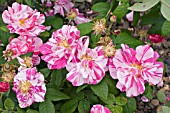 ROSA GALLICA VERSICOLOR