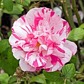 ROSA GALLICA VERSICOLOR