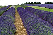 SNOWSHILL LAVENDER FARM