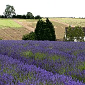 SNOWSHILL LAVENDER FARM MANIPULATED