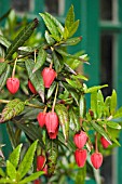 CRINODENDRON HOOKERIANUM, LANTERN TREE