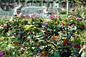 COMMERCIAL GREENHOUSE, SINGLETONS NURSERY, LYDIAT ASH