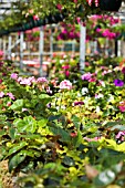 COMMERCIAL GREENHOUSE, SINGLETONS NURSERY, LYDIAT ASH