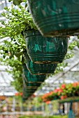 COMMERCIAL GREENHOUSE, SINGLETONS NURSERY, LYDIAT ASH