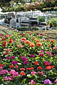 COMMERCIAL GREENHOUSE, SINGLETONS NURSERY, LYDIAT ASH