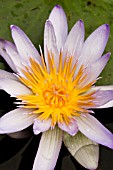 NYMPHAEA,  WATER LILY