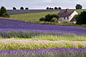 SNOWSHILL LAVENDER FARM