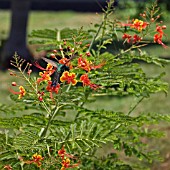 HUMMINGBIRD ON CAESALPINIA GILLESII