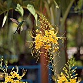 HUMMINGBIRD BY CAESALPINIA GILLESII