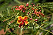 CAESALPINIA GILLESII