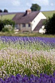 SNOWSHILL LAVENDER FARM