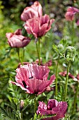 PAPAVER PATTYS PLUM, ORIENTAL POPPY