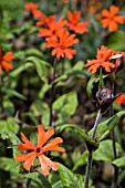 LYCHNIS VESUVIUS