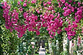 MINIHAHA CLIMBING ROSE AT DAVID AUSTIN ROSES, ALBRIGHTON, WOLVERHAMPTON, JULY