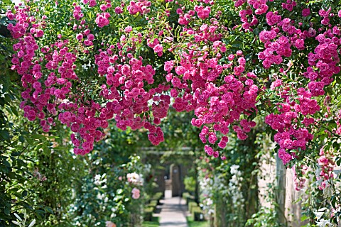 MINIHAHA_CLIMBING_ROSE_AT_DAVID_AUSTIN_ROSES_ALBRIGHTON_WOLVERHAMPTON_JULY