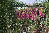 MINIHAHA CLIMBING ROSE AT DAVID AUSTIN ROSES, ALBRIGHTON, WOLVERHAMPTON, JULY