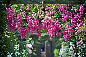 MINIHAHA CLIMBING ROSE AT DAVID AUSTIN ROSES, ALBRIGHTON, WOLVERHAMPTON, JULY