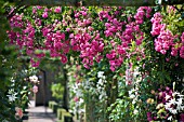 MINIHAHA CLIMBING ROSE AT DAVID AUSTIN ROSES, ALBRIGHTON, WOLVERHAMPTON, JULY